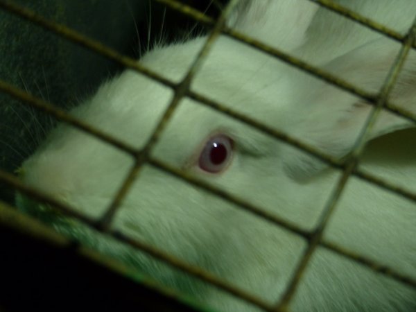 Rabbit farming at Baldivis Rabbits WA