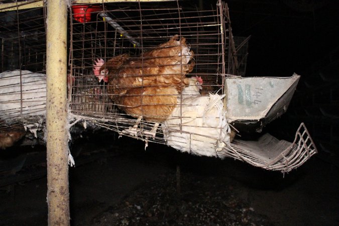 Hens in battery cages