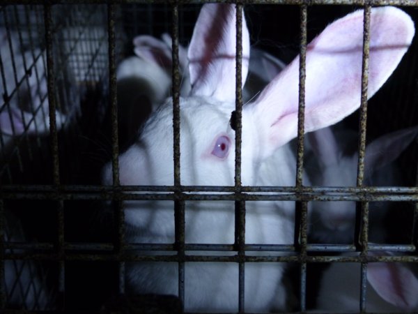 Rabbit farming at Baldivis Rabbits WA