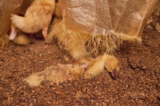 Duckling choked to death by strands of tarp