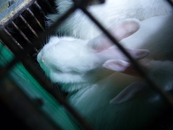 Rabbit farming at Baldivis Rabbits WA