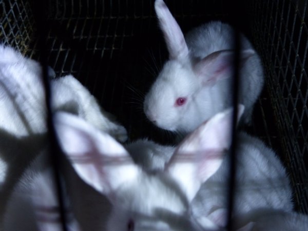 Rabbit farming at Baldivis Rabbits WA