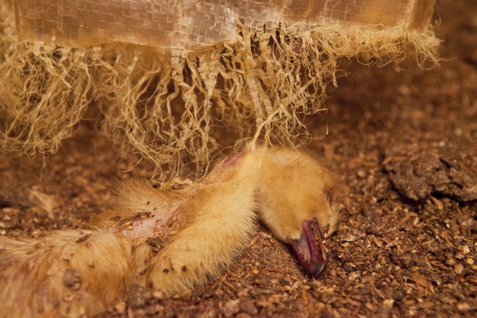 Duckling choked to death by strands of tarp