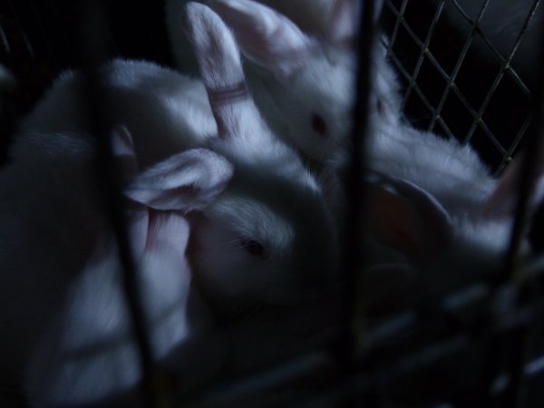 Rabbit farming at Baldivis Rabbits WA