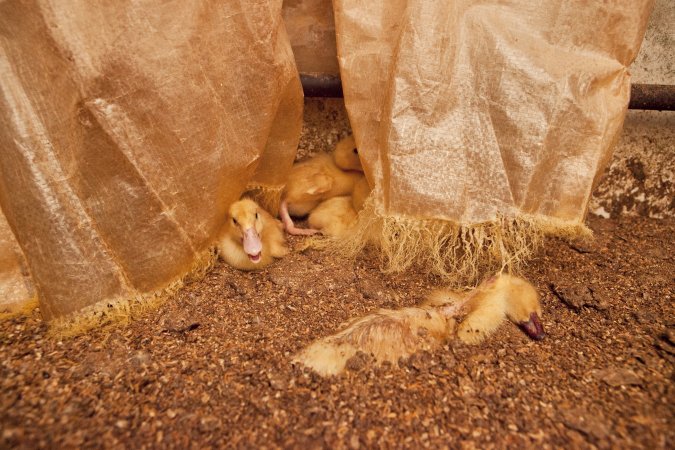 Duckling choked to death by strands of tarp