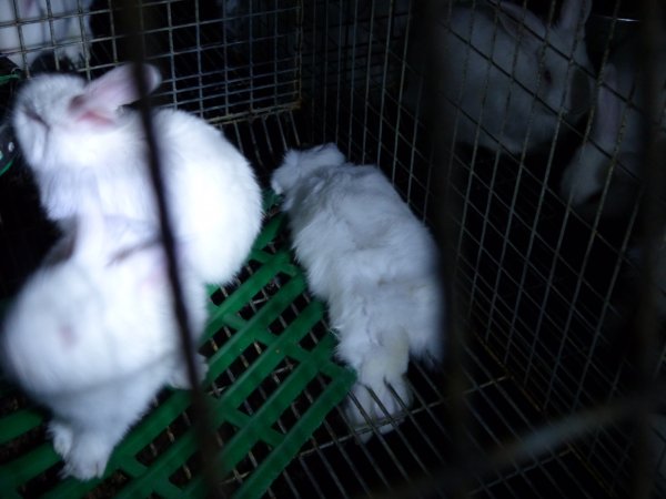 Rabbit farming at Baldivis Rabbits WA