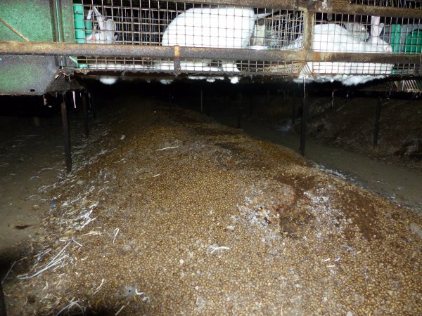 Rabbit farming at Baldivis Rabbits WA