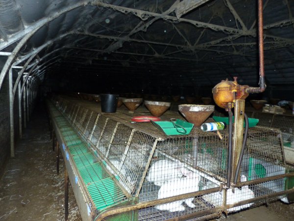 Rabbit farming at Baldivis Rabbits WA