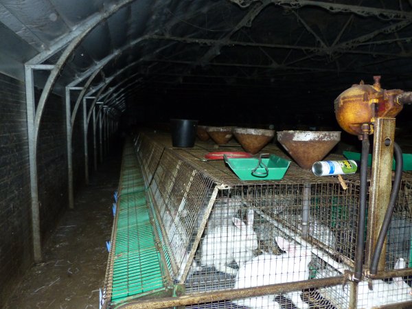 Rabbit farming at Baldivis Rabbits WA