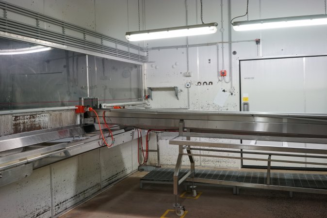 Conveyor belts in chick sorting area