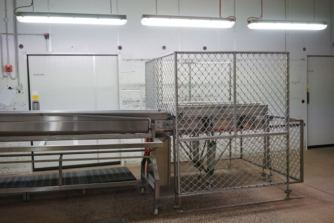 Conveyor belts in chick sorting area