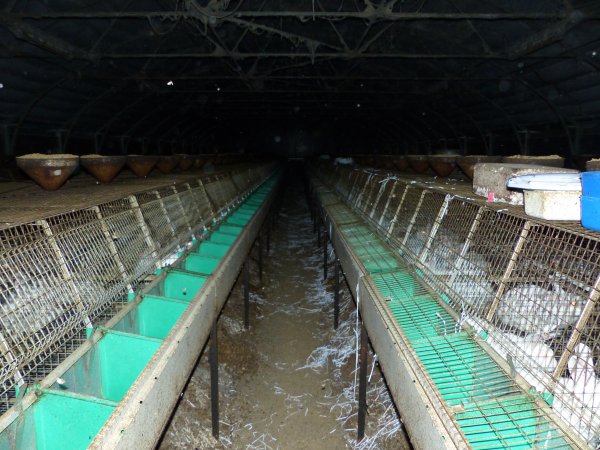 Rabbit farming at Baldivis Rabbits WA