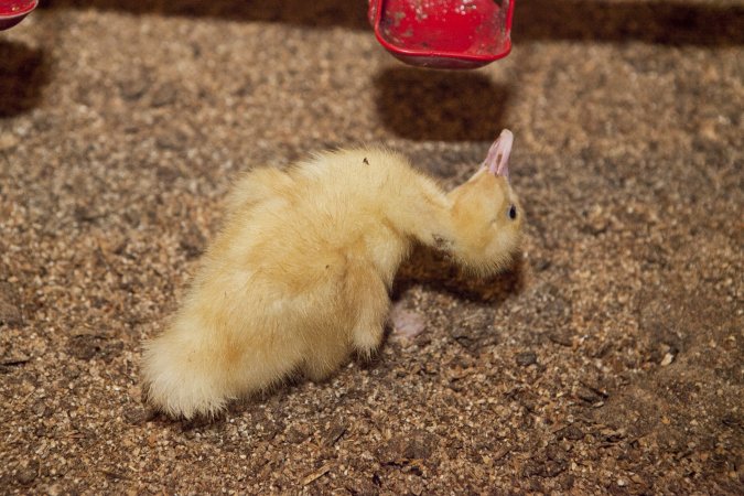 Australian duck farming