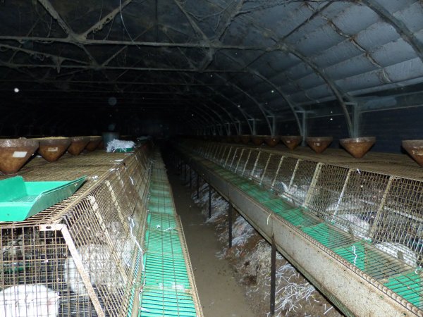 Rabbit farming at Baldivis Rabbits WA