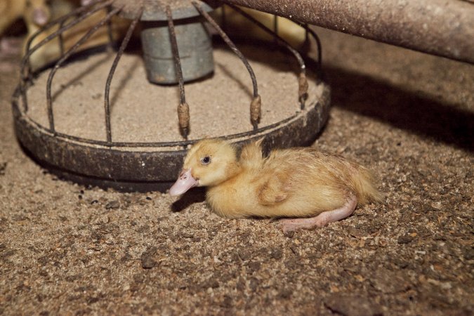 Australian duck farming