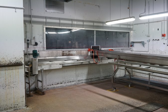 Conveyor belts in chick sorting area