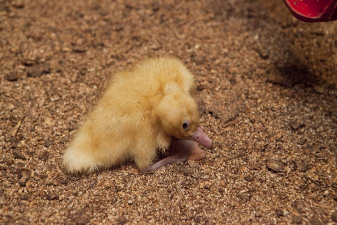 Australian duck farming