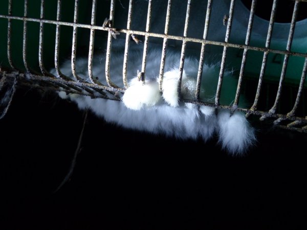 Rabbit farming at Baldivis Rabbits WA