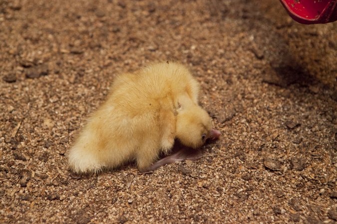 Australian duck farming