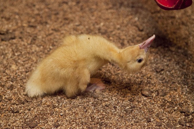 Australian duck farming