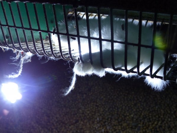 Rabbit farming at Baldivis Rabbits WA