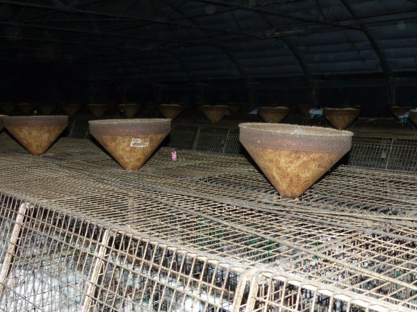 Rabbit farming at Baldivis Rabbits WA