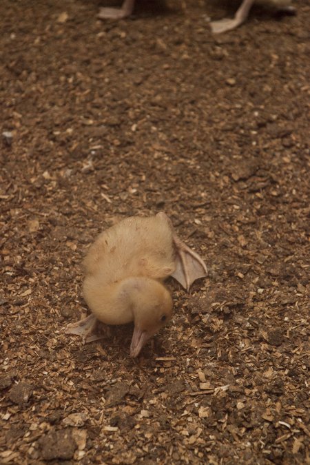 Australian duck farming