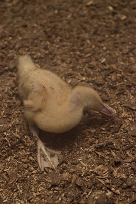 Australian duck farming