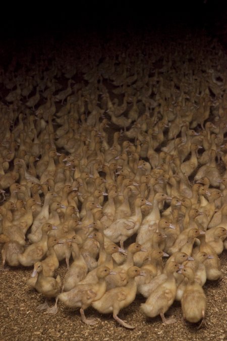 Australian duck farming