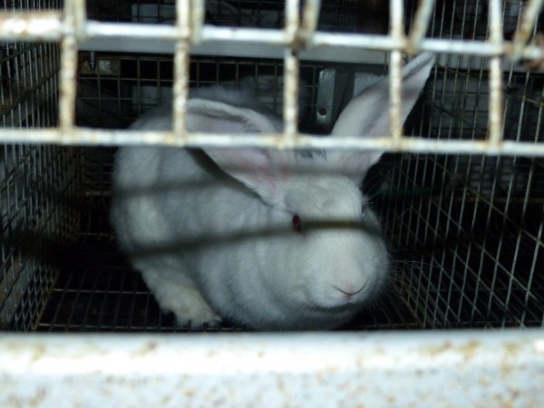 Rabbit farming at Baldivis Rabbits WA