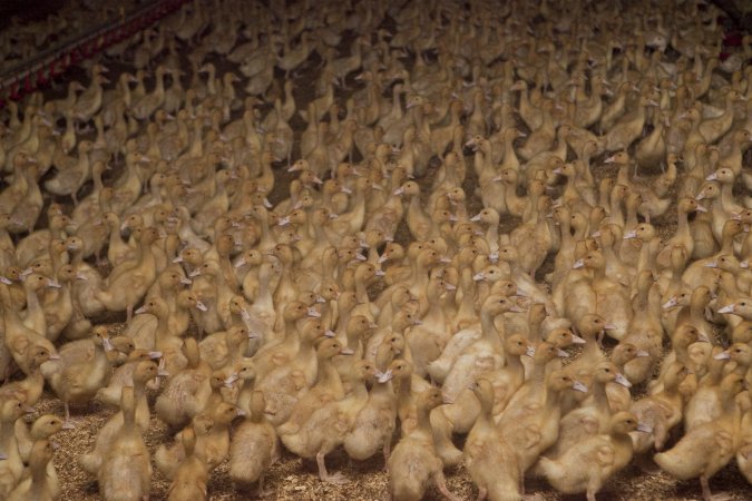 Australian duck farming