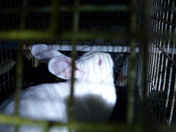 Rabbit farming at Baldivis Rabbits WA