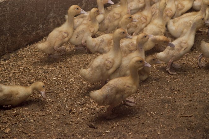 Australian duck farming