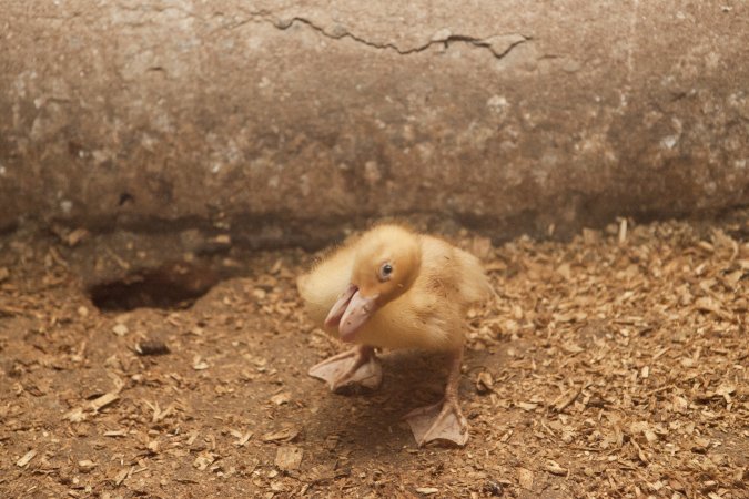 Australian duck farming