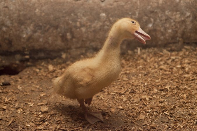 Australian duck farming