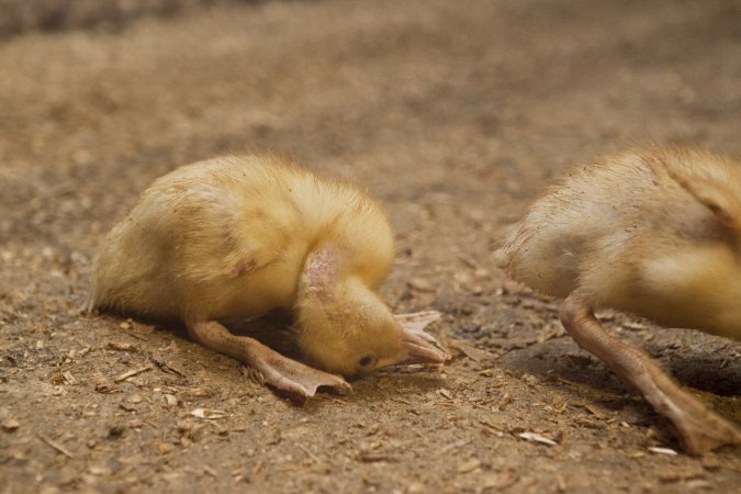 Australian duck farming