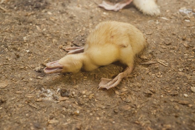 Australian duck farming