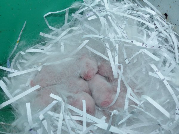 Rabbit farming at Baldivis Rabbits WA