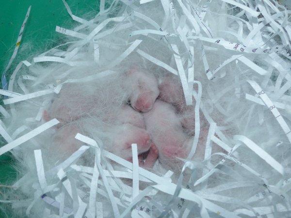 Rabbit farming at Baldivis Rabbits WA