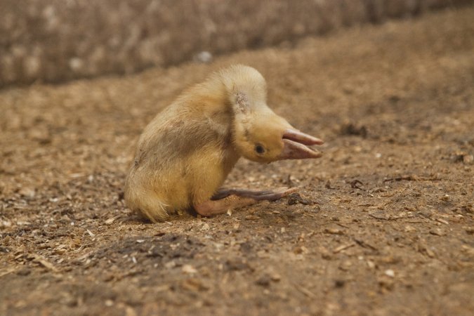 Australian duck farming