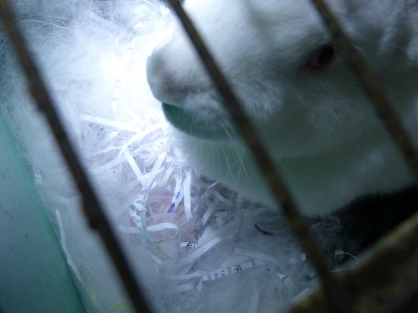 Rabbit farming at Baldivis Rabbits WA