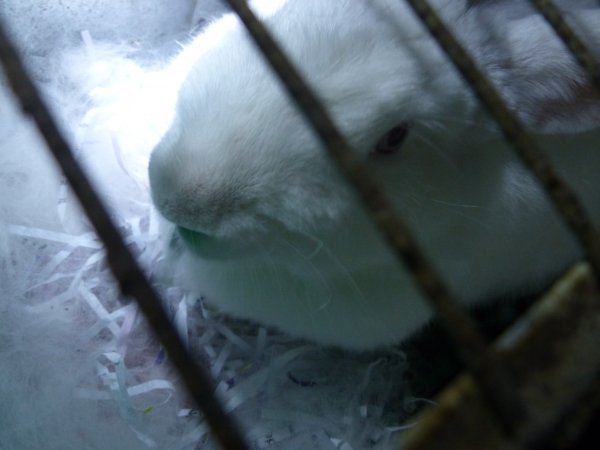 Rabbit farming at Baldivis Rabbits WA