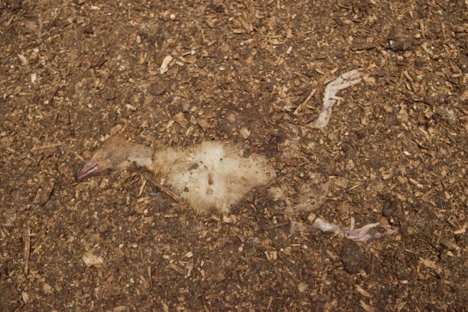 Australian duck farming