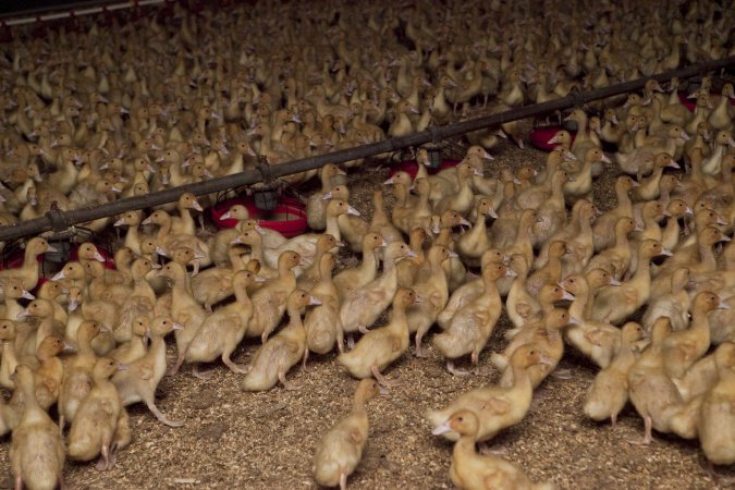 Australian duck farming