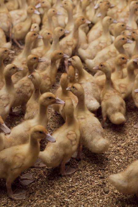 Australian duck farming