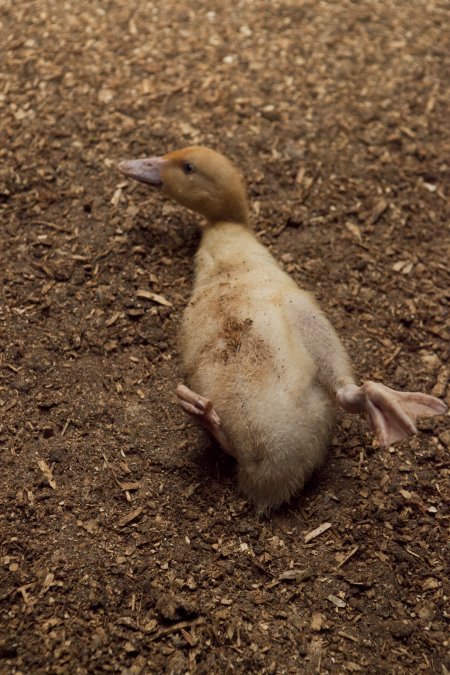 Australian duck farming