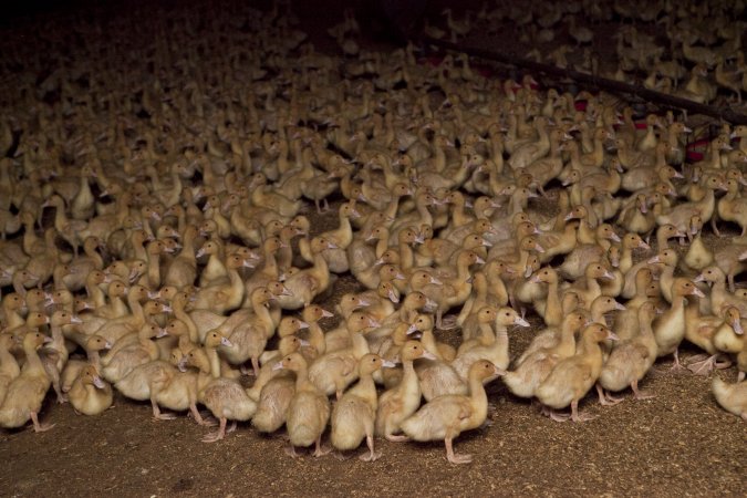 Australian duck farming