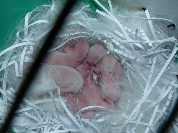 Rabbit farming at Baldivis Rabbits WA