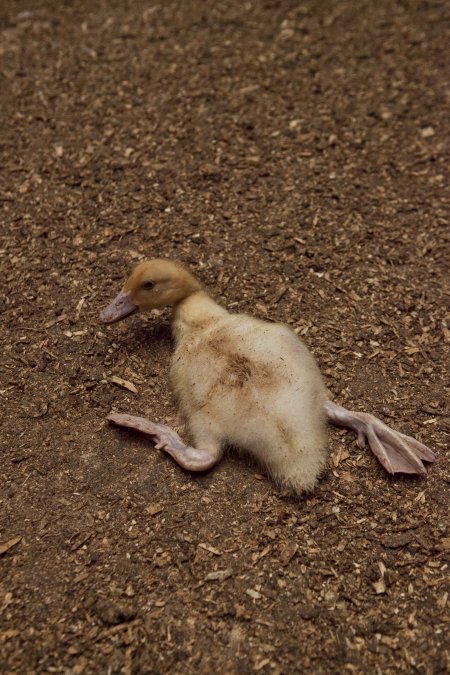 Australian duck farming