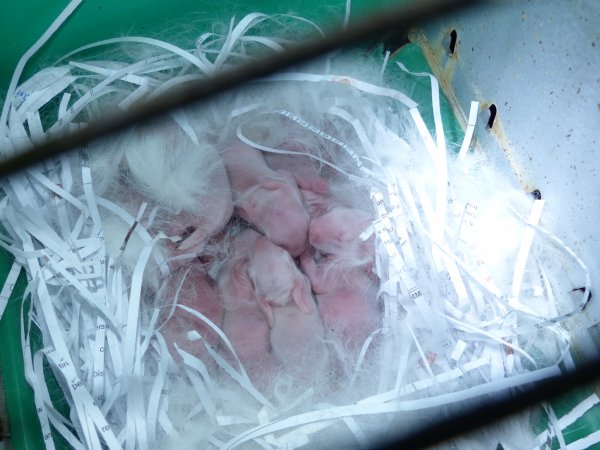 Rabbit farming at Baldivis Rabbits WA